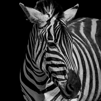 Free Zebra Animal illustration and picture
