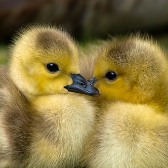 Free Ducks Birds illustration and picture