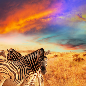 Free Zebra Animal illustration and picture