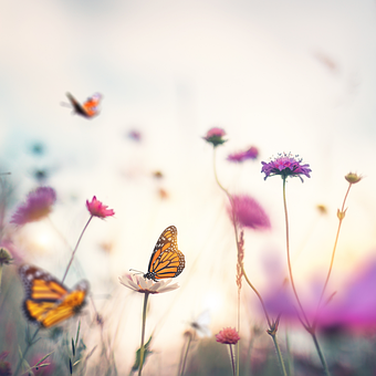 Free Butterfly Insect illustration and picture