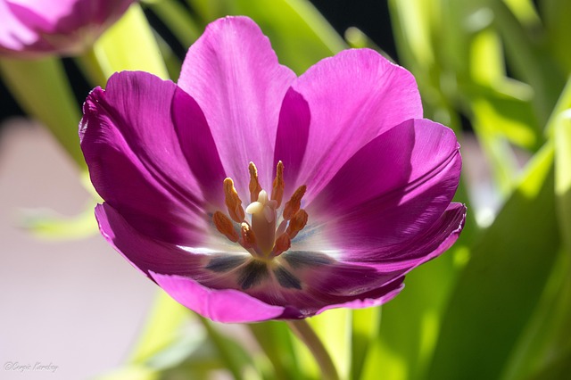 Free Flower Nature photo and picture