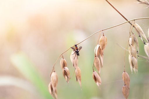 Insect, Vlieg, Landschap, Natuur