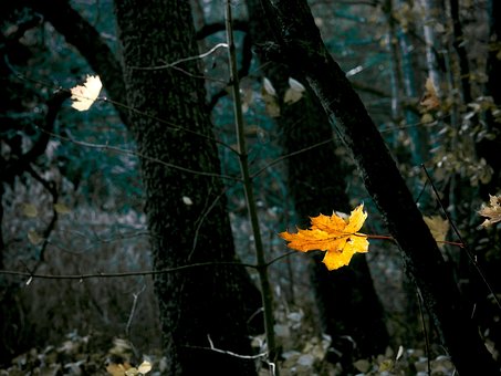 Floresta, Sombrio, Outono, Folha