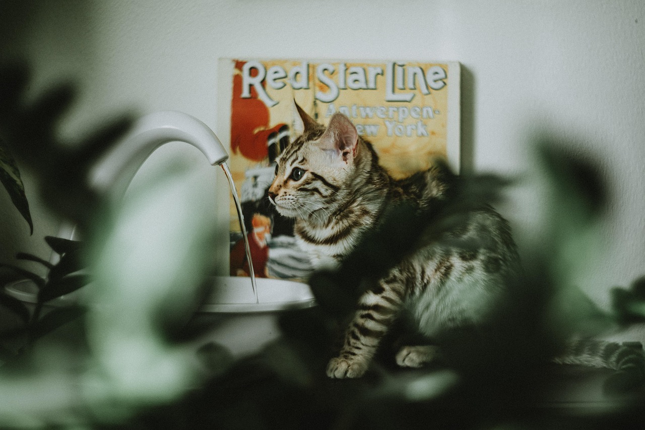 Cat Animal De Compagnie - Photo gratuite sur Pixabay - Pixabay