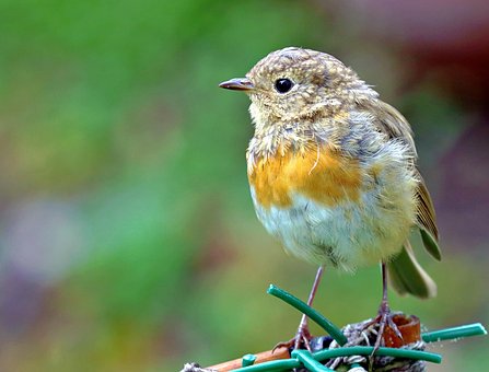 Robin, Fugl, Dyr, Fjær, Fjærdrakt, Nebb