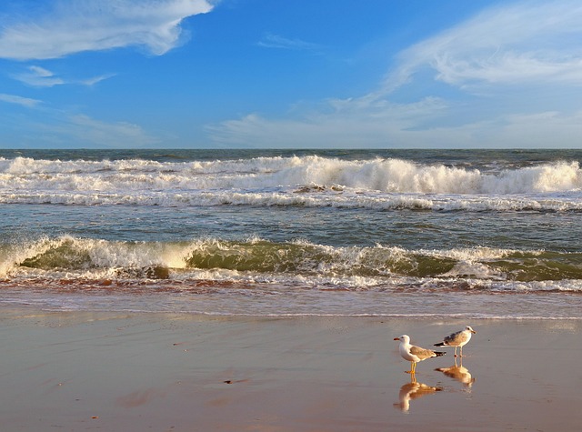 Himmel, Möwe, Strand, Ozean, Sand