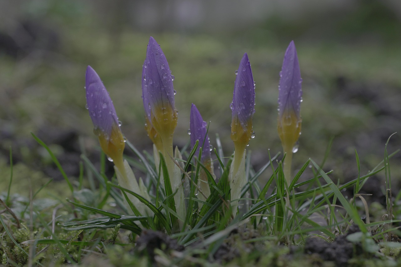 Crocus Violet Flowers - Free photo on Pixabay - Pixabay