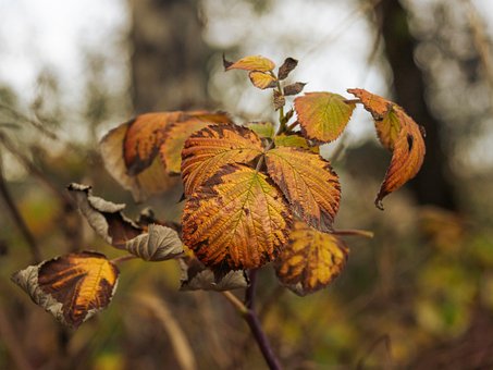 Folhas De Framboesa, Outono, Floresta