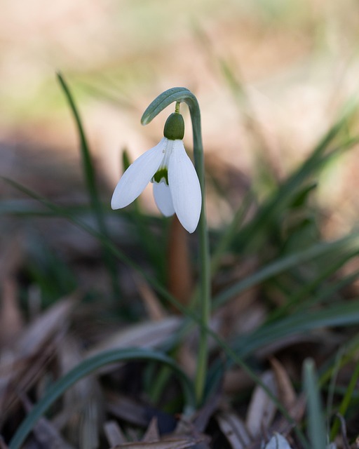 Sneeuwklokje, Witte Bloem, Bloem, Natuur