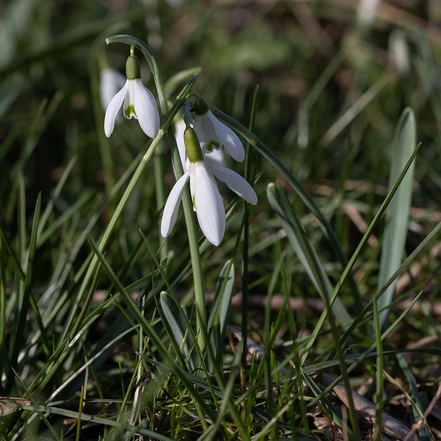 Sneeuwklokjes, Witte Bloemen, Bloemen
