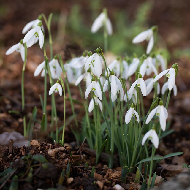 Sneeuwklokjes, Witte Bloemen, Bloemen