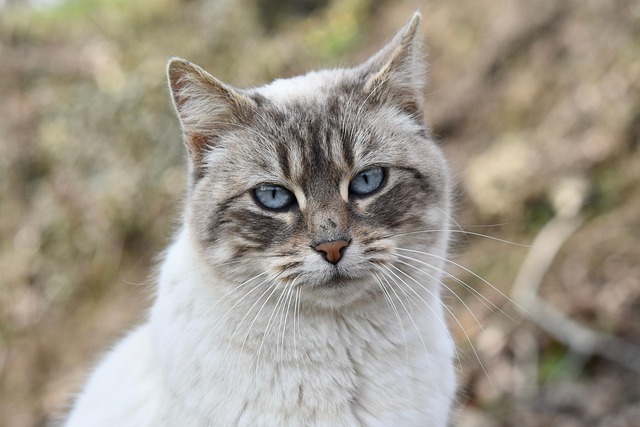 Free Cat Alley Cat photo and picture