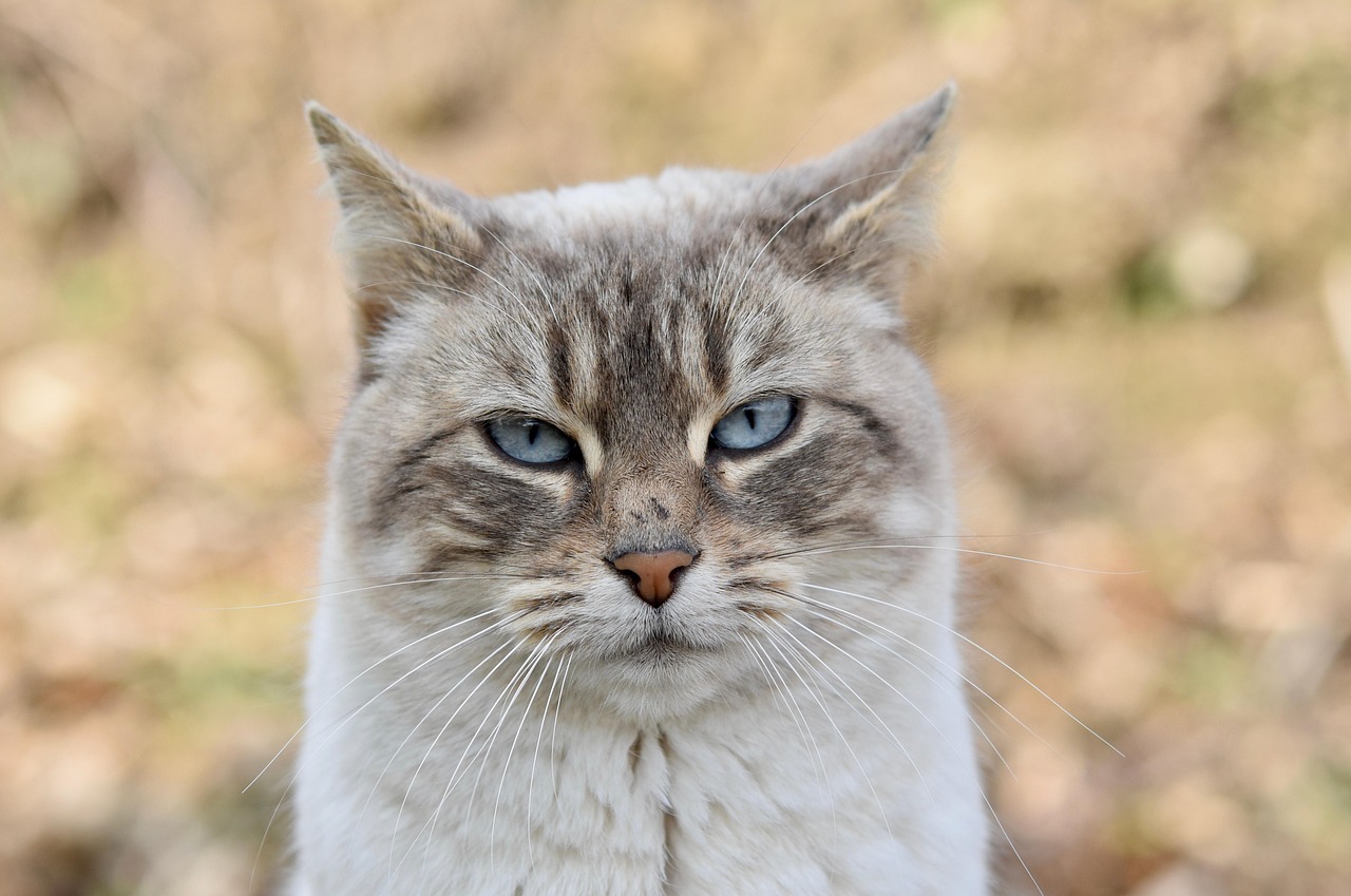 50 000 Free Multiple Cats Cat Images Pixabay 50 000 Free Multiple Cats Cat Images Pixabay