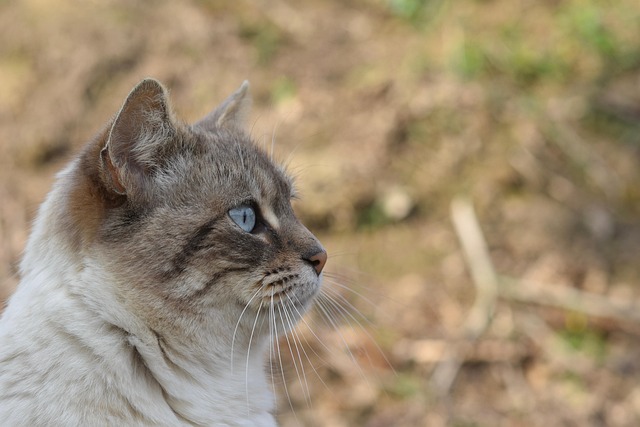 Free Cat Alley Cat photo and picture