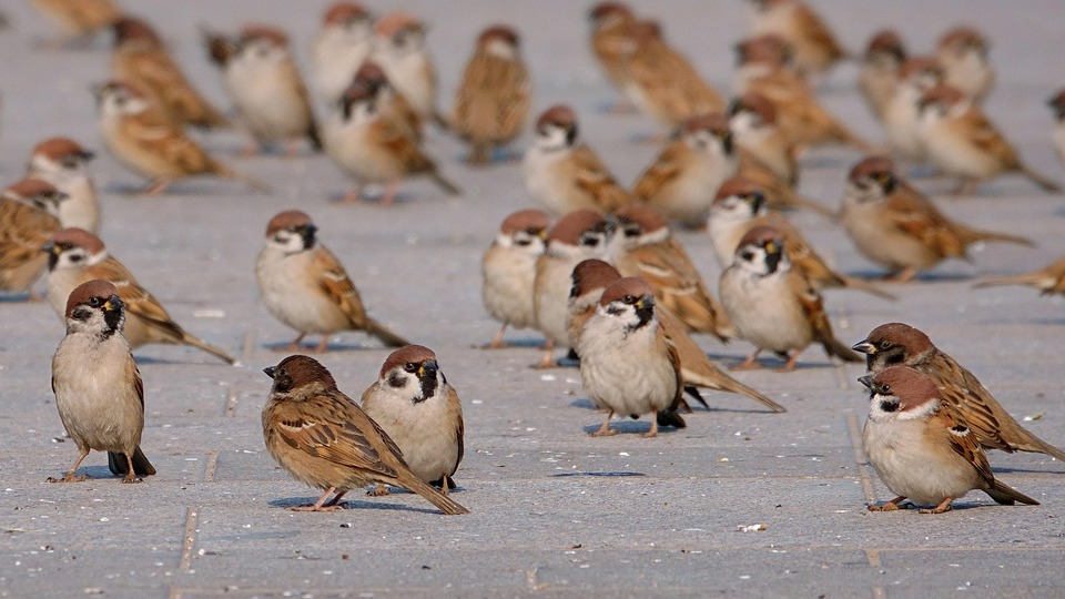 Sparrows Animals Flock Urban - Free photo on Pixabay - Pixabay