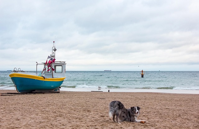 Baltisch, Hund, Meer, Kalt, Boot, Winter