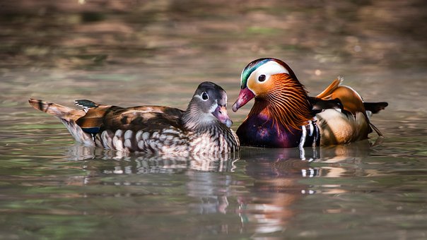 Mandarin, Ænder, Natur, Vand, Fugle