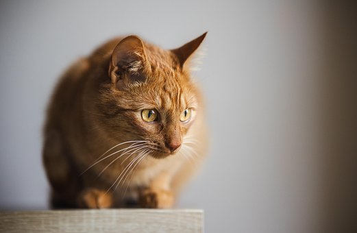 Gato, Gatinho, Animal, Natureza, Casa