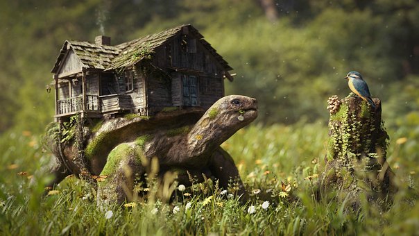 Free Turtle House illustration and picture