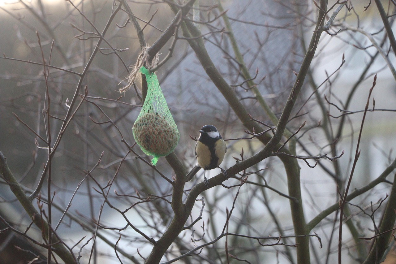 plumage-tit-blue-free-photo-on-pixabay-pixabay
