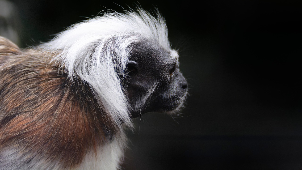 Cotton Tamarin - free online jigsaw puzzle photo