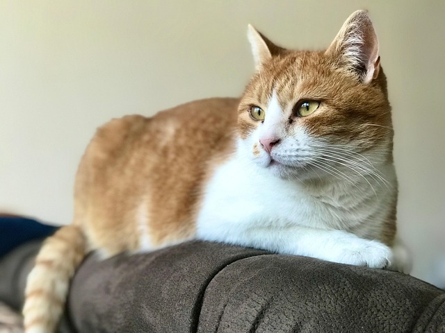 Free Cat Animal photo and picture
