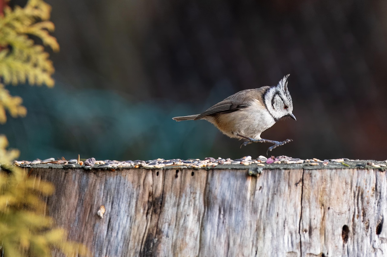 Crested Tit Bird - Free photo on Pixabay - Pixabay