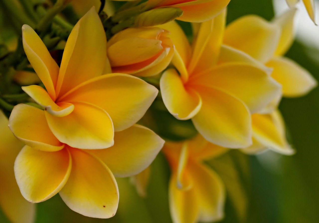 Plumeria Yellow Flowers - Free photo on Pixabay