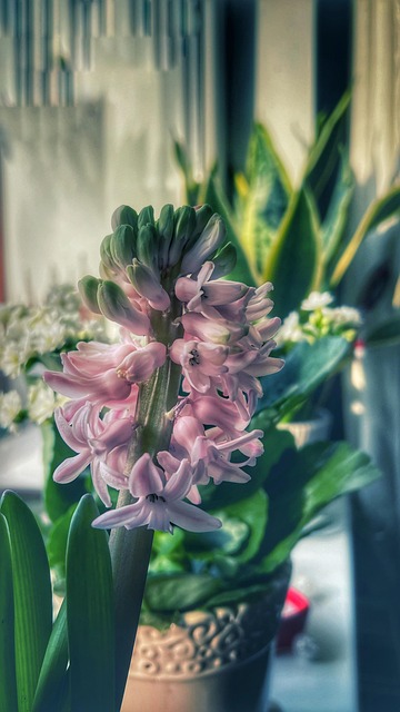 Flores, Jacinto, Natureza, Flor, Flora