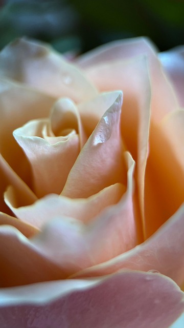 Rosa, Flor, Flora, Bloom, Flores Bonitas