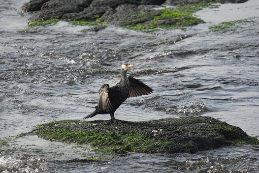 Corvo-Marinho, Animal, Pássaro, Oceano