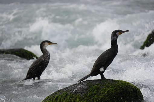Cormorões, Animais, Pássaros, Oceano