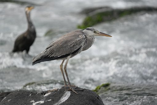 Garça-Real, Garça, Pássaro, Animal