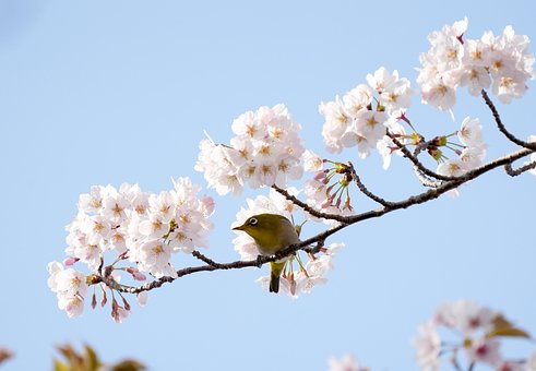 Chapim, Flores De Cerejeira, Primavera