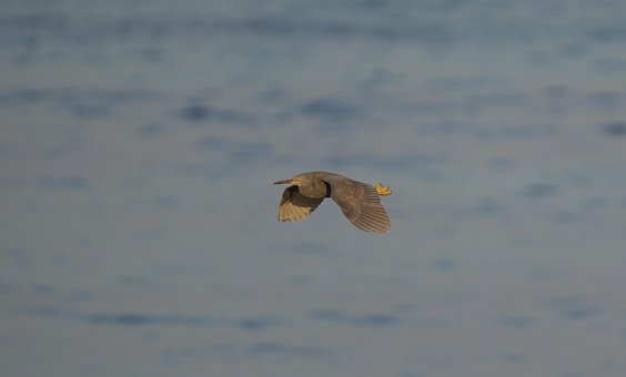 Garça, Ilha Jeju, Natureza, Animal