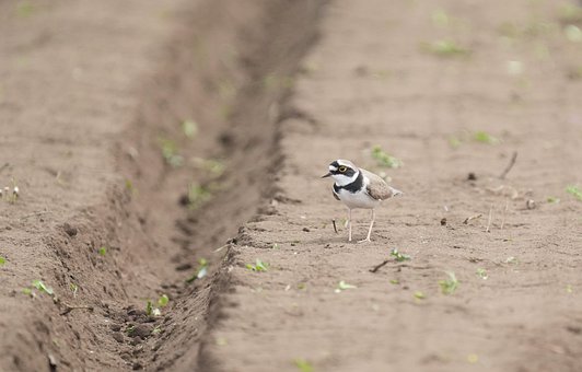Pássaro, Natureza, Animais Selvagens