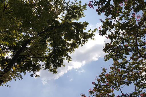 Céu, Natureza, Árvore, Folha, Outono