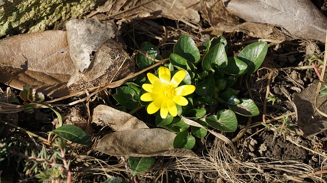 Free Spring Nature photo and picture