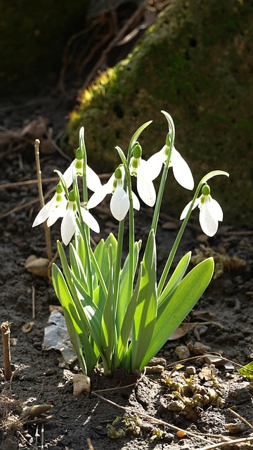 Free Snowdrop Spring photo and picture