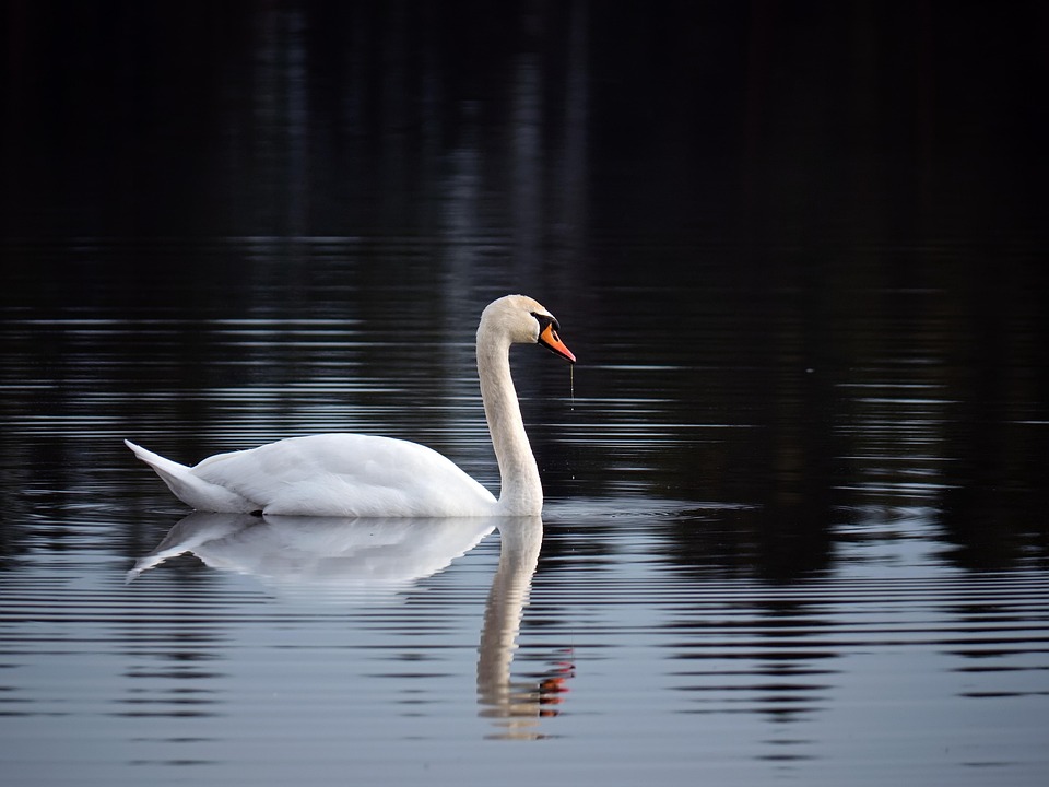 Swan Bird Animal Free Photo On Pixabay