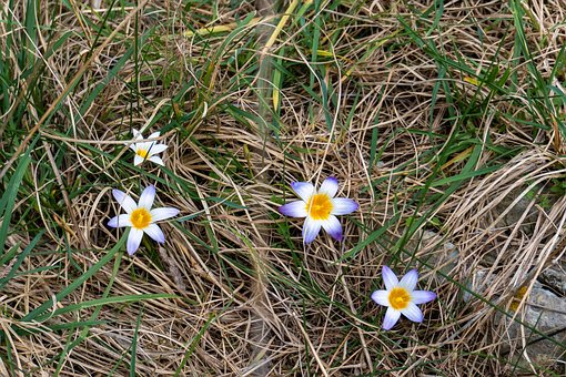 Free Wild Flower Bloom photo and picture