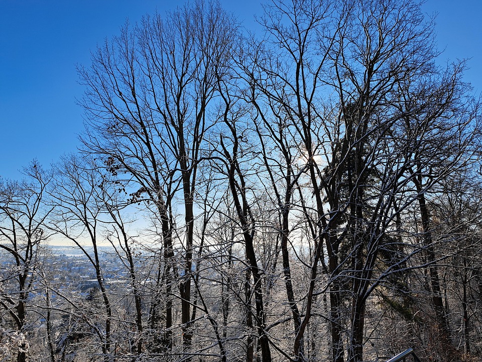 Tree Backlight Nature - Free photo on Pixabay - Pixabay