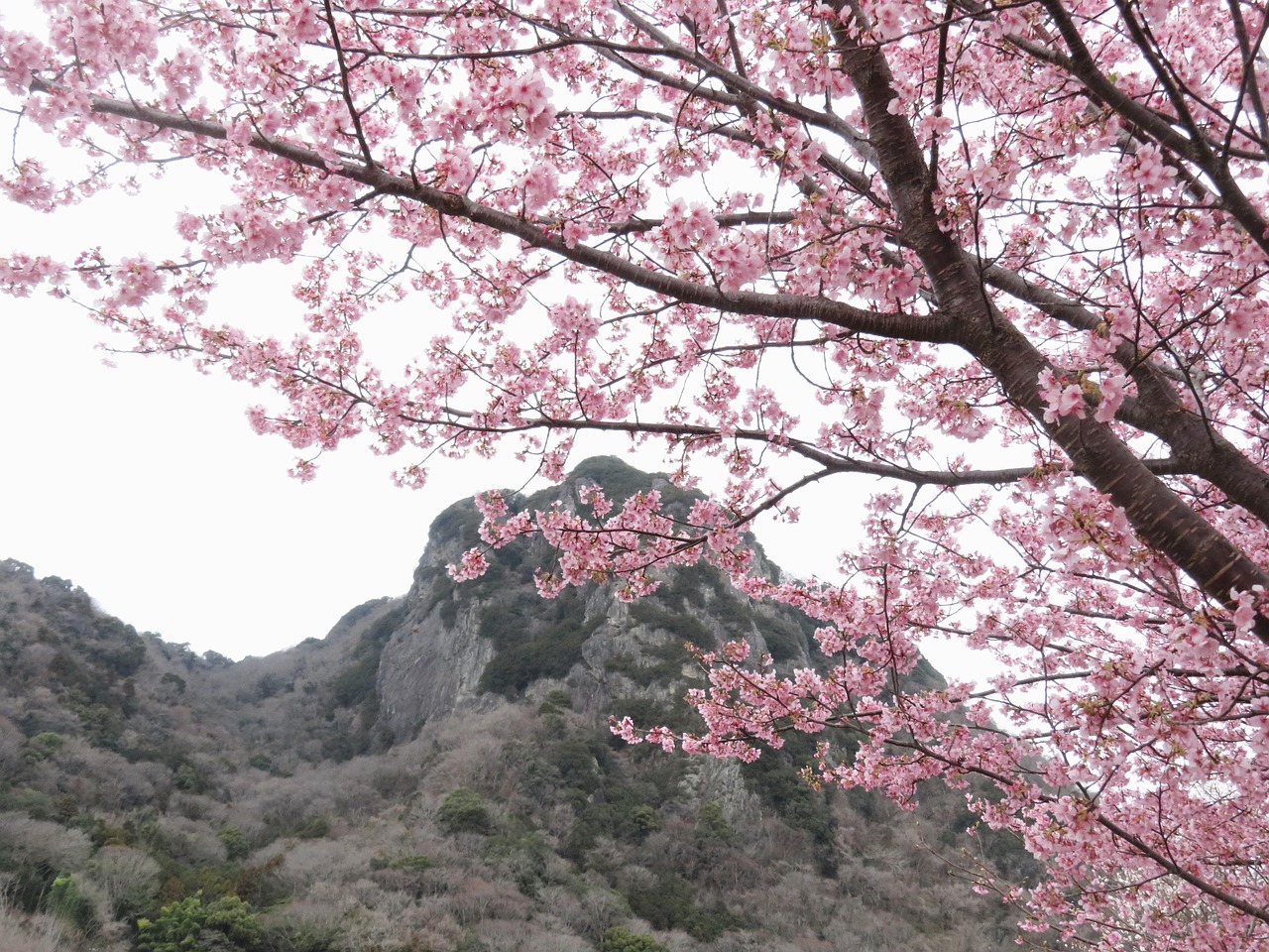 Download free HD stock image of Mountain Cherry Trees Free Mountain Cherry Trees photo and picture