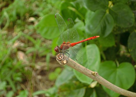 Free Dragonfly Nature photo and picture