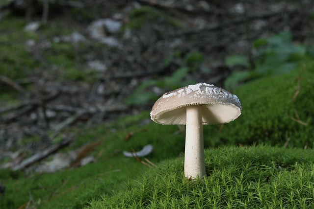 Free Mushroom Fungus photo and picture