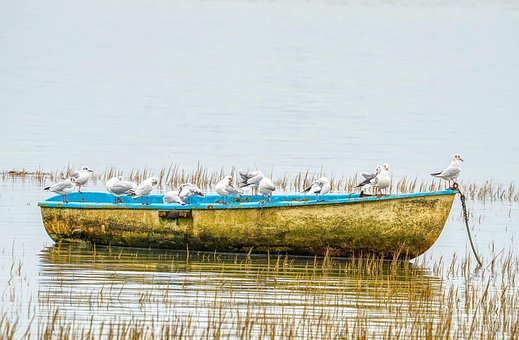 Rackové, Kánoe, Ptactvo, Moře, Příroda