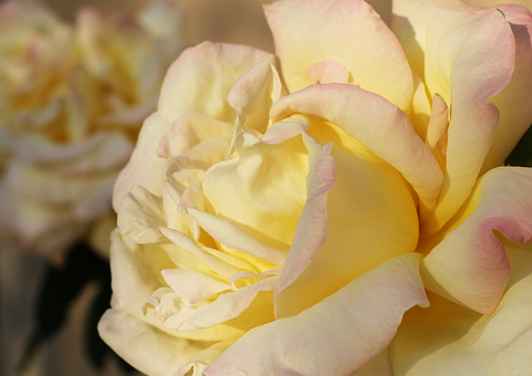 Free Yellow Flowers illustration and picture