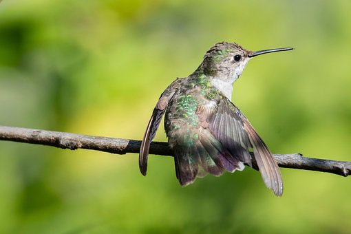 Free Hummingbird Bird photo and picture