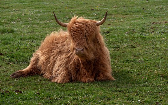 Free Cow Calf photo and picture