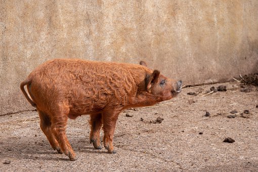 Free Pig Animal photo and picture